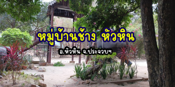 ช้างน่ารักในหัวหิน , หมู่บ้านช้างหัวหิน , สถานที่ให้อาหารสัตว์